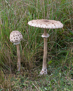 funghi: mazze di tamburo