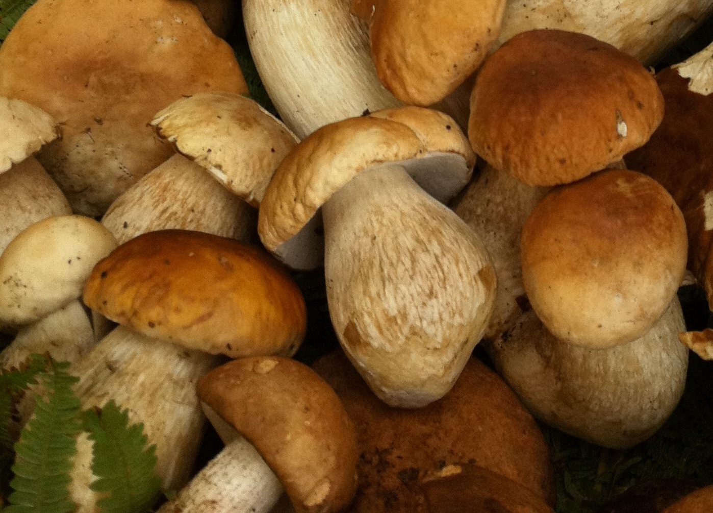 Funghi: quello che c’è da sapere e come cucinarli