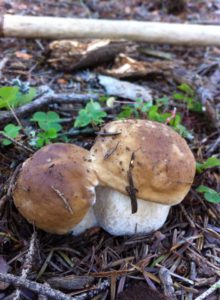 funghi porcini piccoli e sodi